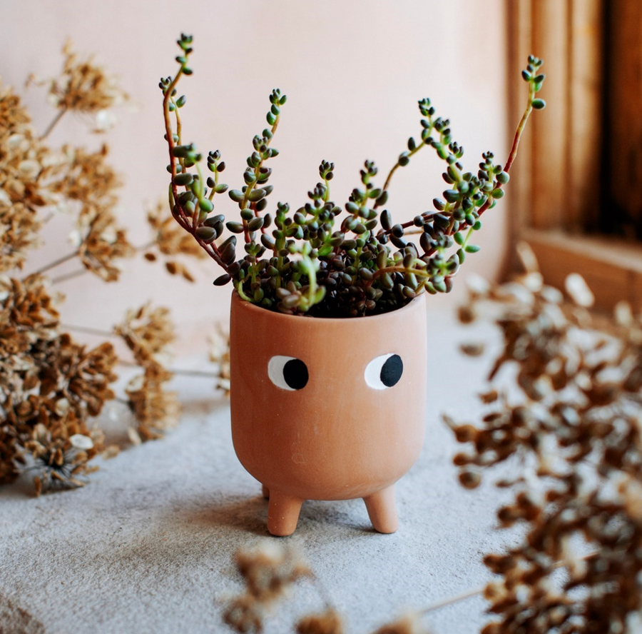 Little Leggy Terracotta Planter - PICK UP ONLY